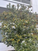 きんかんの木