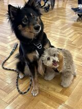 ドッグセラピー