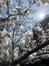 近隣散策（お花見）