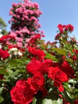 近隣散策（バラ園）