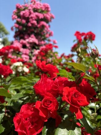 近隣散策（バラ園）