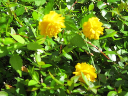 黄色花.jpg
