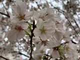 健康散歩「桜を見に行きましょう」♪♪