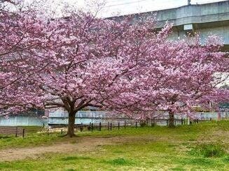 🌸桜日和🌸