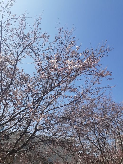 桜.jpg