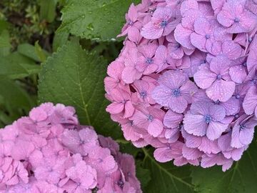 IMG_0572.jpeg