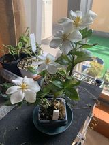 N様のお部屋に咲いたクチナシの花