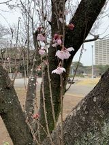 待ち遠しい･･･