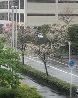 桜雨