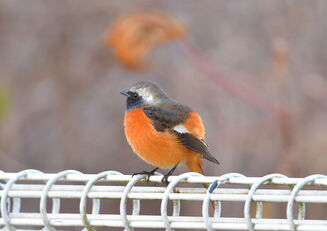 小さなギャラリー(写真展示コーナー)