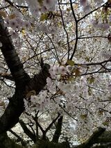 念願のお花見に行きました