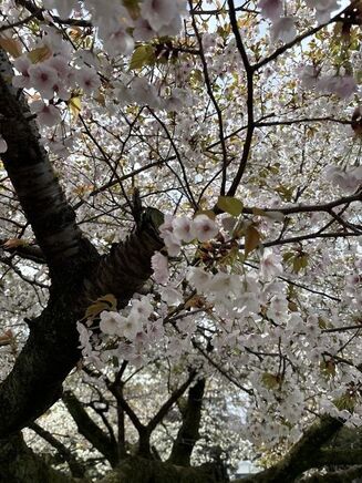 念願のお花見に行きました