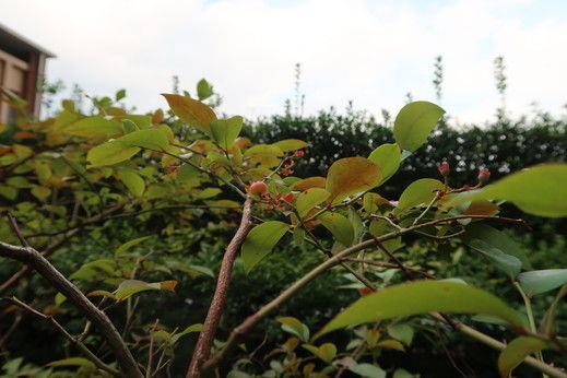 IMG_2198.jpg