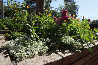 庭園便り　～春分の候～