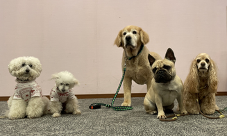 ドッグセラピー🐶