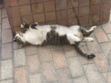 夏の猫