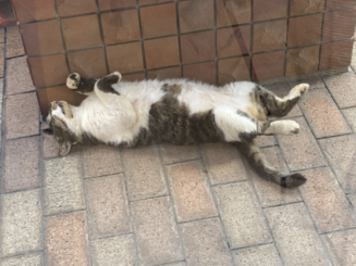 夏の猫