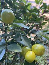 テラスの金柑、色づいてきました