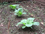 グッドタイム リビング 調布の植物園　その11