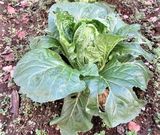 グッドタイム リビング 調布の植物園　その17