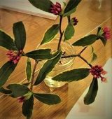 グッドタイムクラブのご様子～歳時記だより～