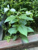 グッドタイム リビング 調布の植物園　その43