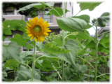 グッドタイム リビング 調布の植物園　その46