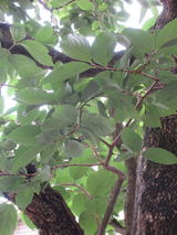 グッドタイム リビング 調布の植物園　その48