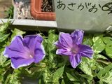 グッドタイム リビング 調布の植物園　その47