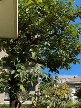 グッドタイム リビング 調布の植物園　その49