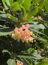 グッドタイム リビング 調布の植物園　その50