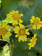 グッドタイム リビング 調布の植物園　その51