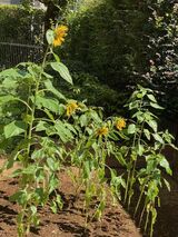 グッドタイム リビング 調布の植物園　その57