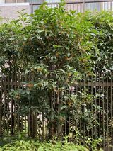 グッドタイム リビング 調布の植物園　その58