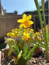 グッドタイム リビング 調布の植物園　その68