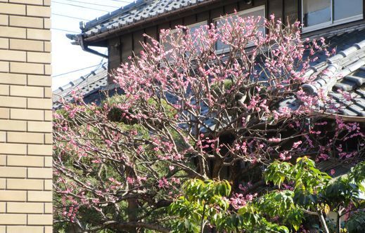 Gtl通信 グッドタイムリビングがお届けする有料老人ホーム グッドタイム リビング 調布のブログ