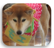 ドックセラピー～柴犬【もえちゃん】～