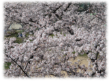 花見御膳