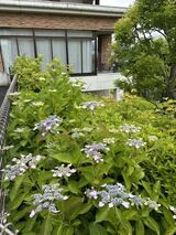 お花だより～初夏編～