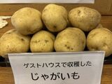 じゃがいもの収穫