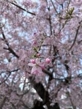 グッドタイムクラブ便り　～4月～