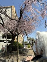 ゲストハウスの『春』