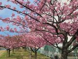 満開の河津桜