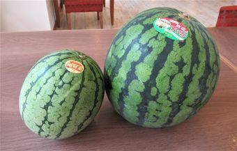 IMG_072すいか.jpg