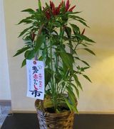 赤からしで厄除け・邪気払い