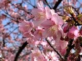 河津桜が満開です♪