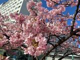 咲き誇る「河津桜」