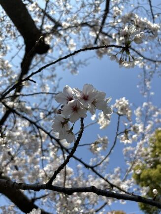 お花見散歩