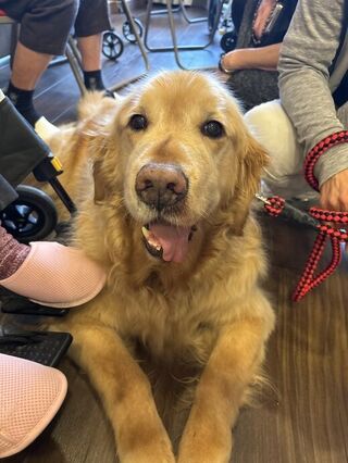 ドッグセラピー