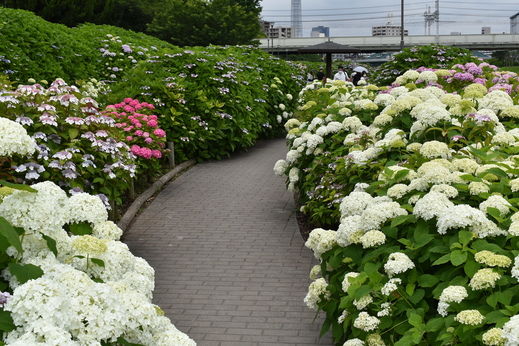 DSC_0163.jpg